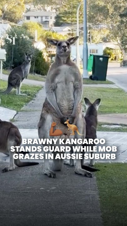 ‘Aussie neighbourhood watch’: Muscular kangaroo guards over grazing mob in New South Wales