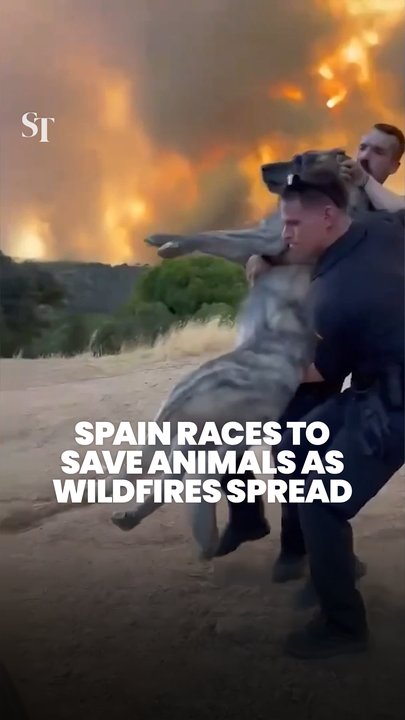 Spain races to save animals as wildfires spread
