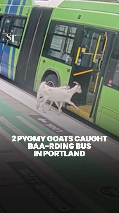 2 pygmy goats caught catching the bus in Portland, Oregon