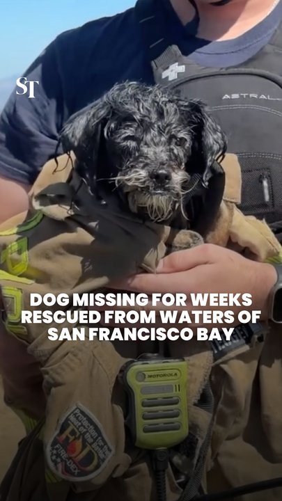 Rescuers save dog missing for weeks in San Francisco Bay