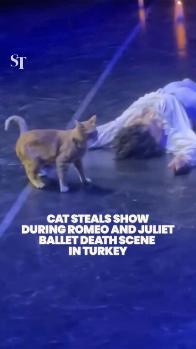 Purr-fect Timing, Cat Crashes Ballet!