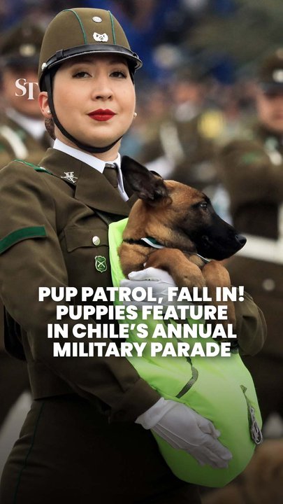 Puppies training to be police dogs make debut in Chile’s annual military parade