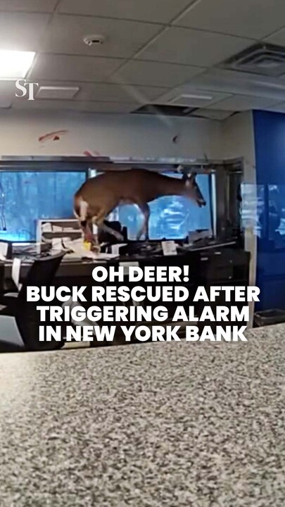 Oh deer! Buck rescued after triggering bank alarm in US