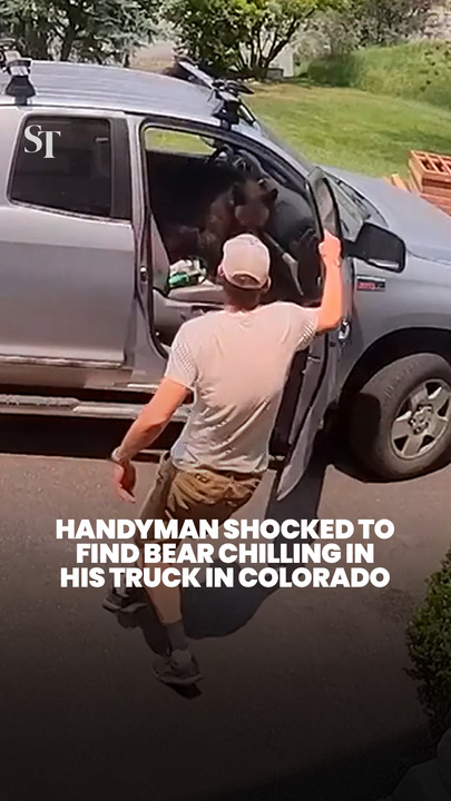 Handyman shocked to find bear chilling in his truck in Colorado