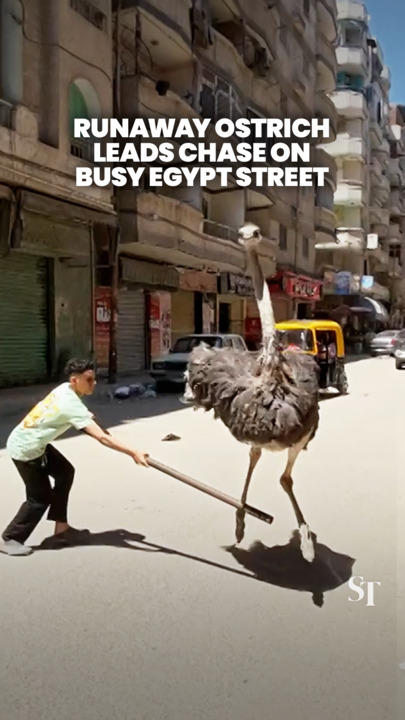 Runaway ostrich leads wild chase in Alexandria, Egypt