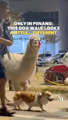 Only in Penang: This dog walk looks a little... different 🦙🐕
