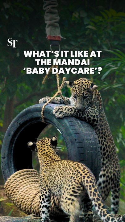 What’s it like at the Mandai ‘Baby Daycare’?