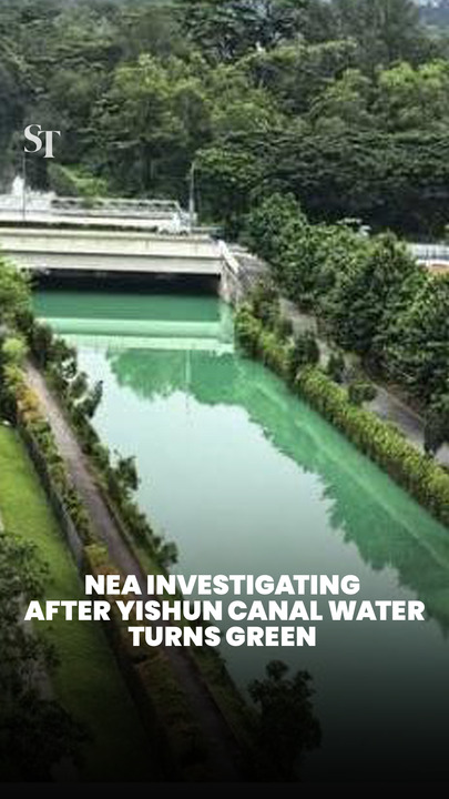 Yishun Close canal water turns green; NEA investigating