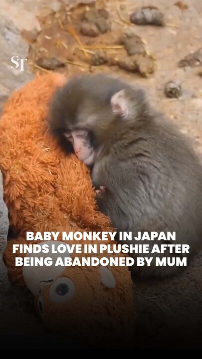 Baby monkey in Japan zoo finds comfort in plushie after being abandoned by mum