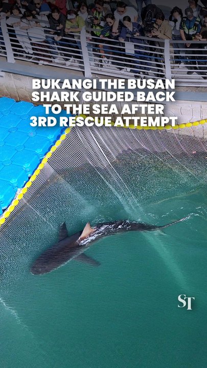 South Korea officials guide Bukangi the shark out of Busan canal