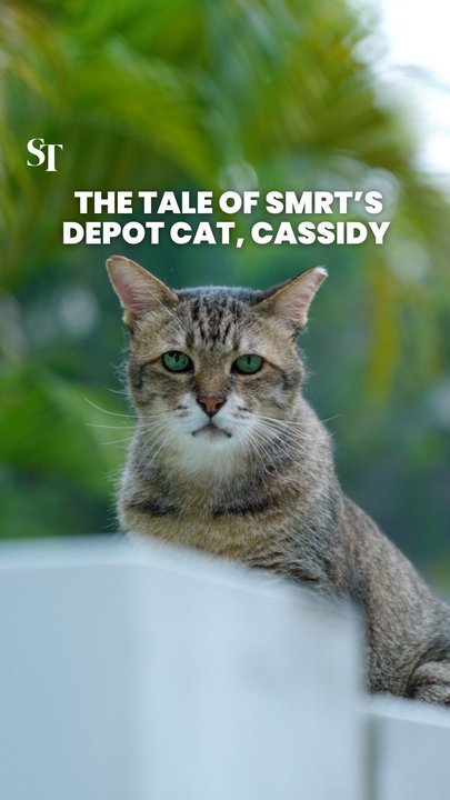 The tale of SMRT’s depot cat, Cassidy