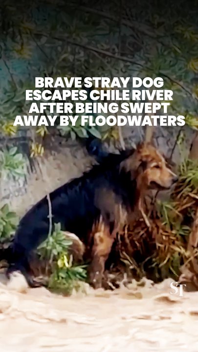 Stray dog in Chile saves itself from raging river after 5 failed attempts by rescue teams