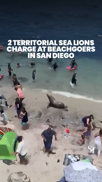 Sea lions take over beach in San Diego, chasing beachgoers away