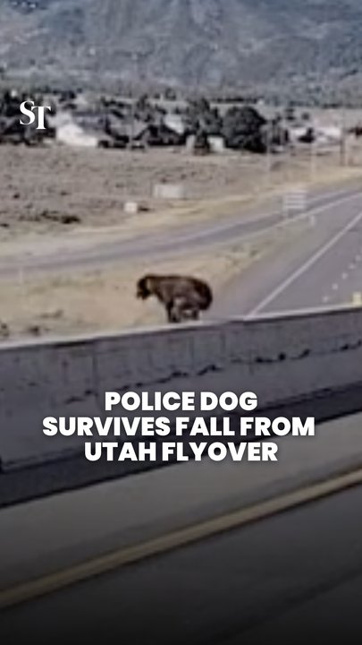 Police dog survives fall after jumping off flyover in Utah