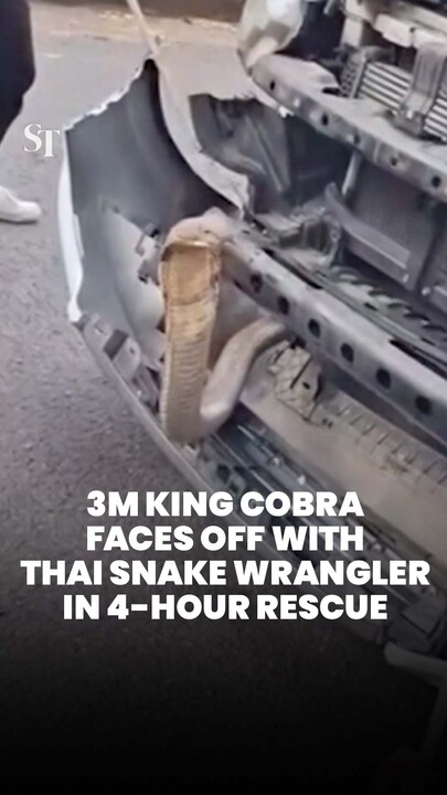 Deadly 3m king cobra lunges at snake wrangler in tense rescue in Thailand