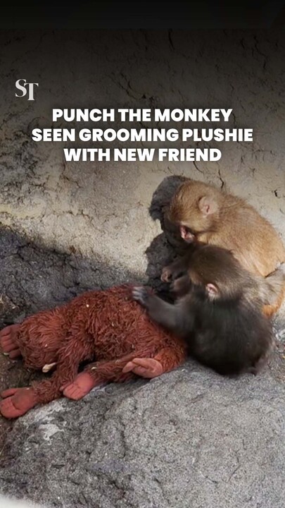 Punch the monkey grooms famous orangutan plushie with a new friend