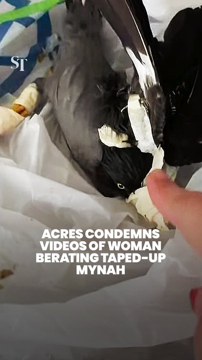 No justification for such cruelty: ACRES slams videos of mynah taped up and punished