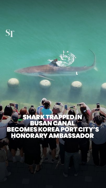 Bukangi the shark trapped in Busan canal goes viral