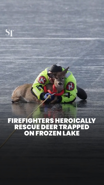 Firefighters heroically rescue deer trapped on frozen lake