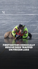 Firefighters heroically rescue deer trapped on frozen lake