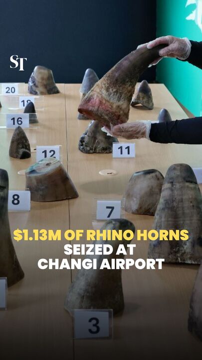 $1.13m of rhinoceros horns seized at Changi Airport by NParks, Sats 
