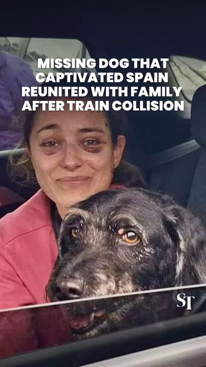 Missing dog that captivated Spain reunited with family after train collision