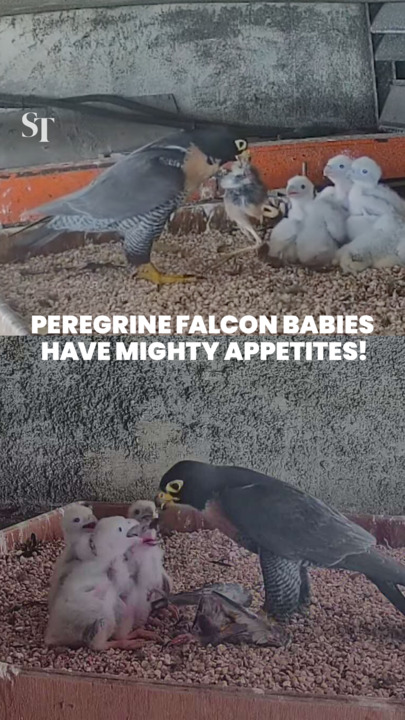 Peregrine falcon nanny cam: Watch Singapore’s only known breeding pair feed their chicks