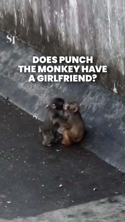 Punch the monkey seen embracing, kissing another monkey