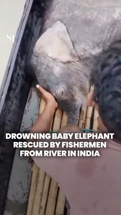 Fishermen rescue baby elephant from Teesta river in West Bengal, India