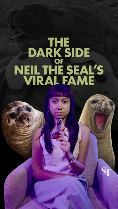 Neil the seal: The dark reality to his viral fame