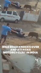 Wild Boar bate e ataca o motociclista na Índia