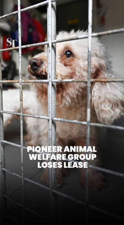Pioneer animal welfare group loses lease