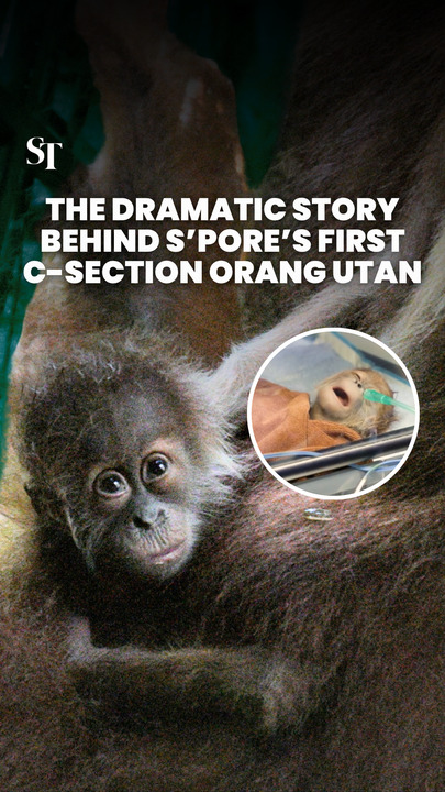 The dramatic story behind Singapore’s first C-section orang utan, Ayaan.