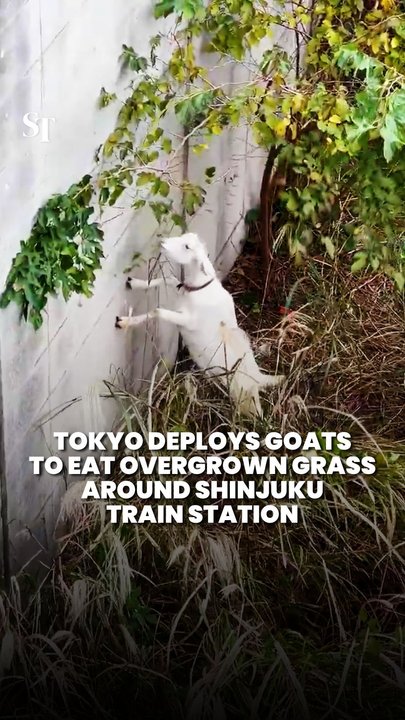 JR East deploys 2 goats to clear overgrown grass around Yotsuya Station in Tokyo