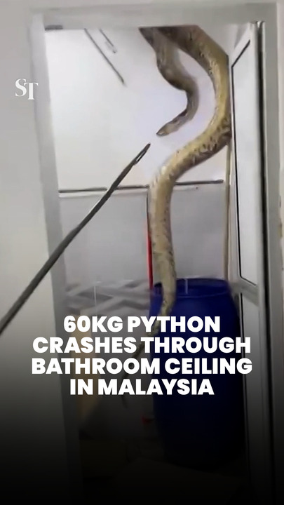 60kg python falls through bathroom ceiling in Malaysia