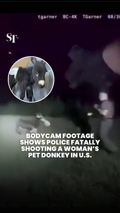 Pet donkey shot by Georgia police: Newly-released bodycam footage shows what happened