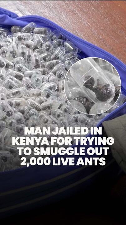 Kenya jails Chinese national trying to smuggle out 2,000 live ants