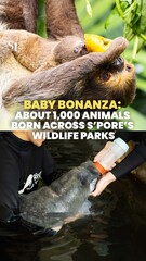 About 1,000 baby animals across more than 150 species in Singapore’s 5 wildlife parks in 2025