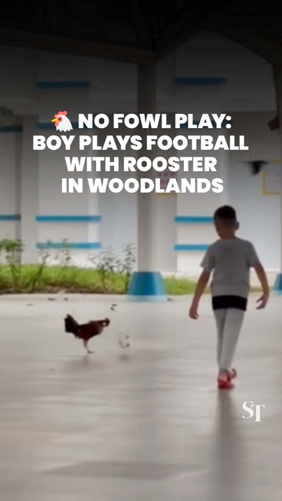 🐔 No fowl play: Boy plays football with rooster in Woodlands