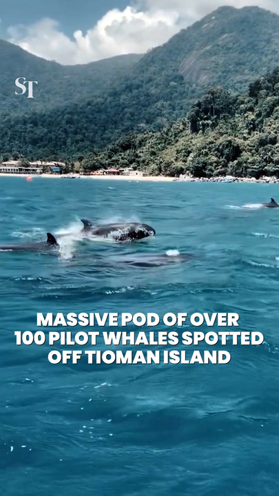 Massive pod of over 100 pilot whales spotted off Tioman Island