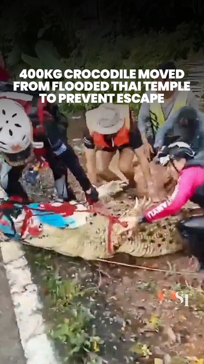 400kg crocodile moved from flooded temple in Prachinburi, Thailand