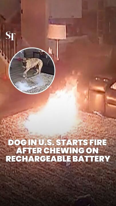 Dog in US starts fire after chewing on rechargeable battery
