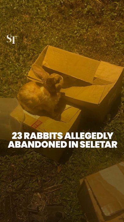 23 rabbits allegedly abandoned in Seletar; 4 have died