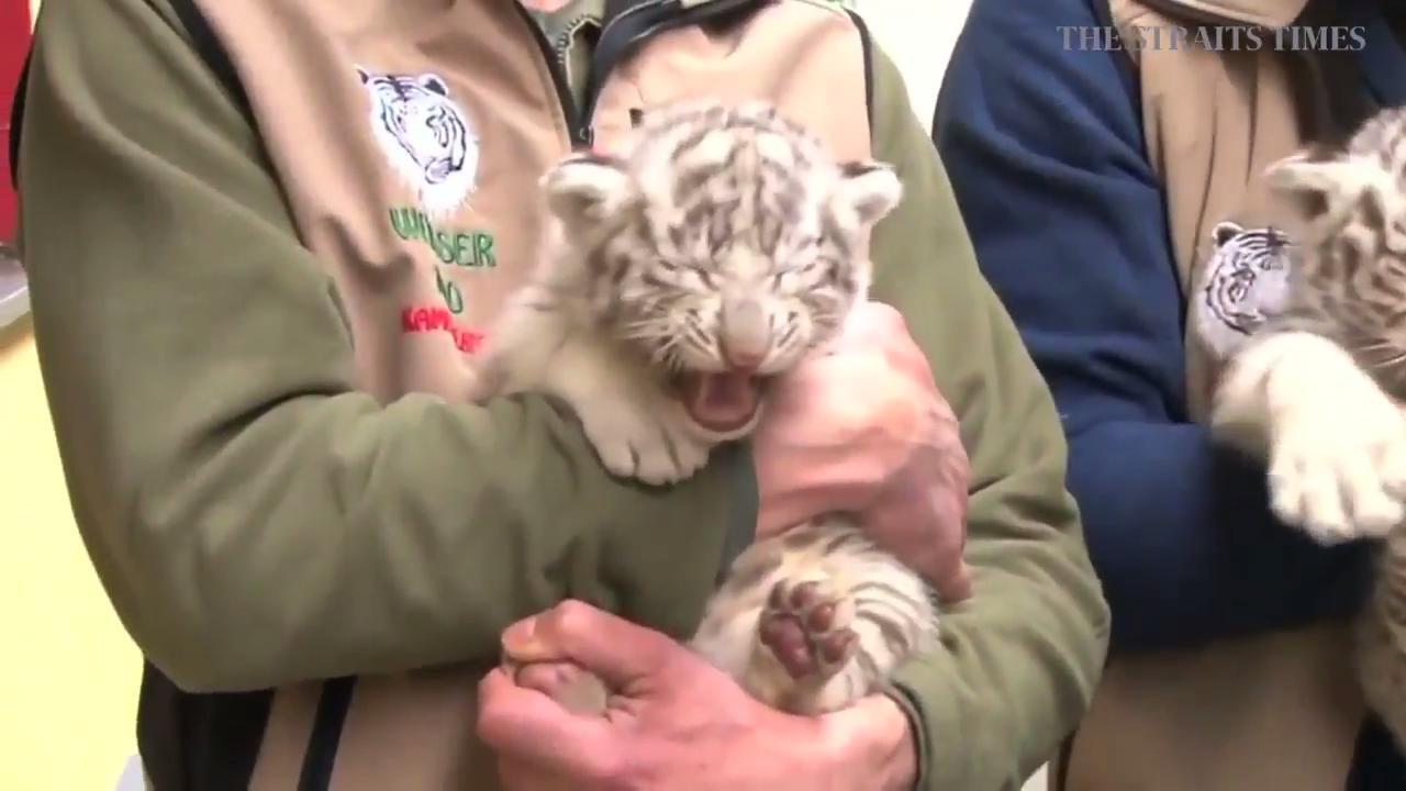 White Bengal tiger cubs unveiled at White Zoo in Austria