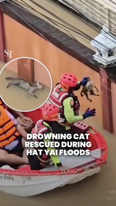 Drowning cat saved by rescuers in flood-stricken southern Thailand