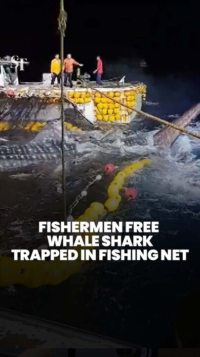 Whale shark trapped in fishing net in Vietnam released by fishermen