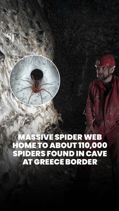 Massive spider web home to more than 100,000 spiders, discovered in Sulphur Cave