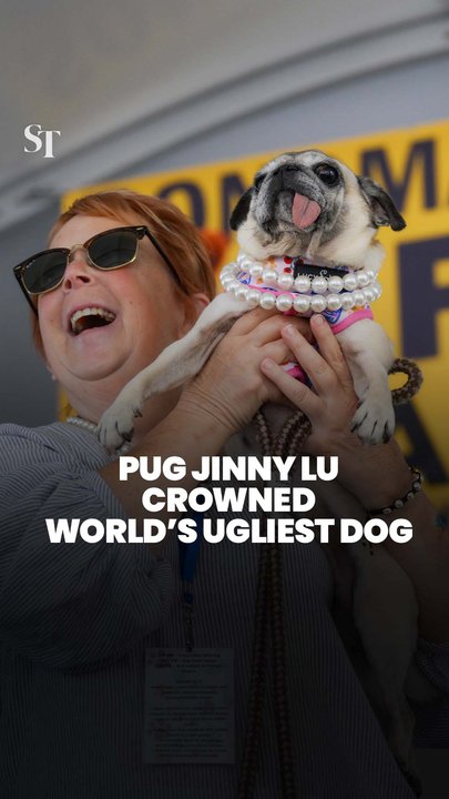 Jinny Lu the pug wins World’s Ugliest Dog 2026