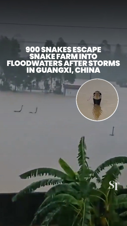 Around 900 snakes escape into floodwaters in Guangxi, China