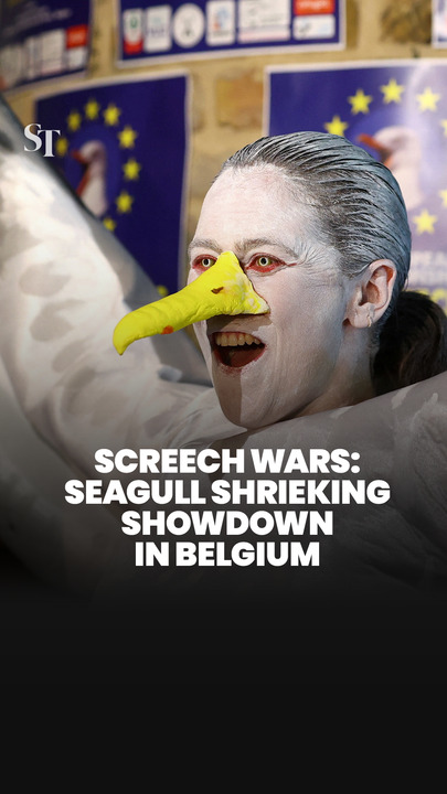 Screech Wars: Seagull shrieking showdown raises awareness